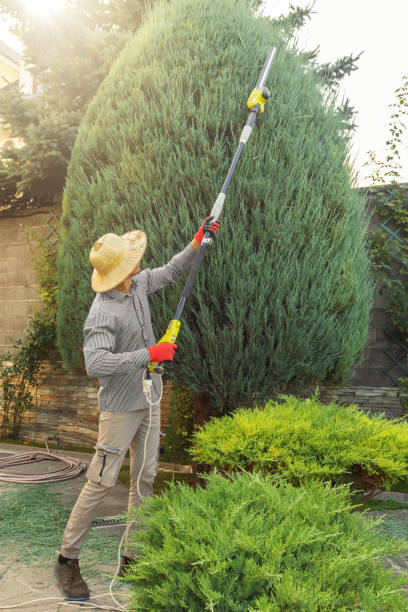 Best Sod Installation  in Kamiah, ID